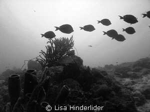 Tangs at dusk making their way across the reef to their h... by Lisa Hinderlider 
